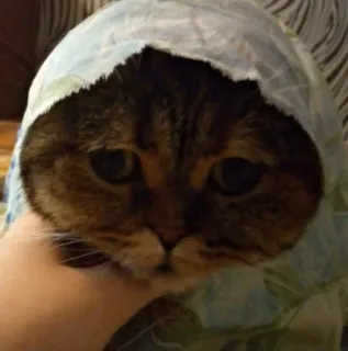 🛐 gato, animal, animal de estimação, fofo, animal doméstico telegram sticker