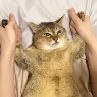 👄 cat, animal, pet, domestic animal, funny, adorable, cute, hands whatsapp sticker