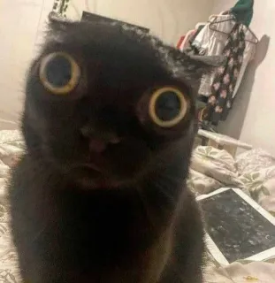 🙁 cat, black cat, cute, big eyes, animal, pet telegram sticker