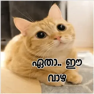 😂 എതാ.. ഈ വാഴ cat, funny, cute, animal telegram sticker