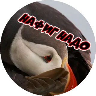 😜 НА ФИГ НАДО vogel, papegaaiduiker, tekst, russisch telegram sticker
