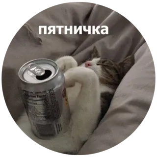 🍸 пятничка kat, vrijdag, huisdier, weekend, ontspannen whatsapp sticker