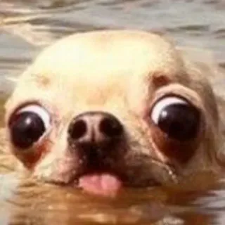 🌊 dog, chihuahua, water, animal, cute, funny telegram sticker