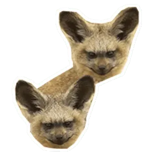 👨 bat-eared fox, animal, wildlife, mammal, fox telegram sticker