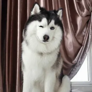 🐾 Hund, Husky, Zwinkern, Tier, Haustier, süß whatsapp sticker
