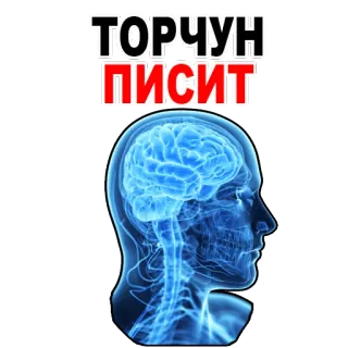 😊 ТОРЧУН ПИСИТ brain, anatomy, head, russian text, medical illustration telegram sticker