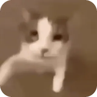 🤩 gatto, animale, animale domestico, adesivo telegram sticker