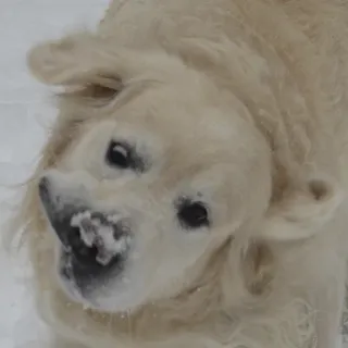 🤪 Hund, Golden Retriever, Haustier, Schnee, Winter, Tier, Haustier, Säugetier telegram sticker