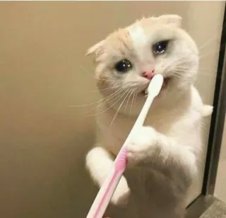 🦷 gatto, spazzolino da denti, piangendo, triste, carino, animale telegram sticker