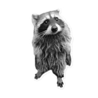 😥 raccoon, animal, mammal, wildlife, cute telegram sticker