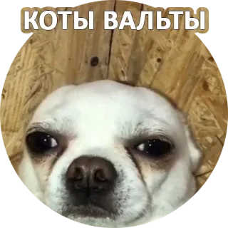 😿 КОТЫ ВАЛЬТЫ cane, meme, divertente, animale, animale domestico whatsapp sticker