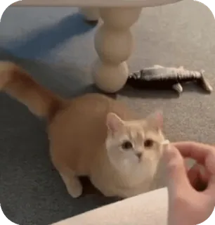 🐈 mèo, thú cưng, động vật, mèo nhà, mèo vàng, dễ thương telegram sticker