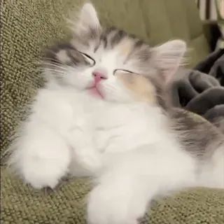 😴 gatito, gato, durmiendo, lindo, animal, mascota whatsapp sticker