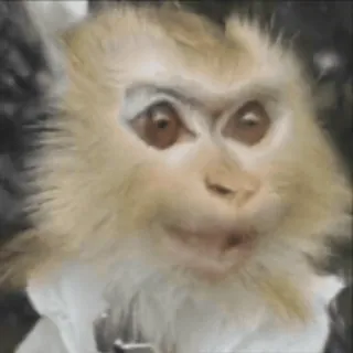 🌟 macaco, animal, primata, primata telegram sticker
