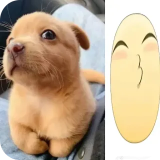 🥰 小狗, 狗, 可爱, 动物, 表情符号, 卡通 telegram sticker