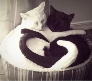😍 gatti, animali domestici, animali, carino, bianco e nero, dormire, amicizia, animali domestici whatsapp sticker