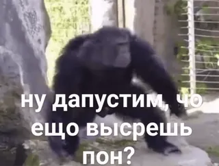 👊 ну допустим, чо еще высрешь пон? สัตว์, ลิง, มีม, รัสเซีย whatsapp sticker