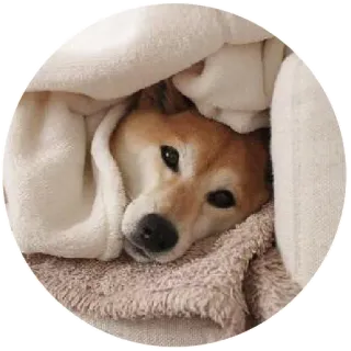 ☺️ perro, shiba inu, lindo, animal, manta, dormilón telegram sticker