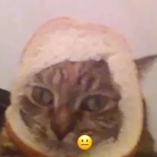 😐 cat, bread, meme, animal, funny telegram sticker