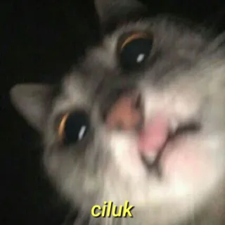 💛 ciluk gato, animal, fofo, meme, achou telegram sticker