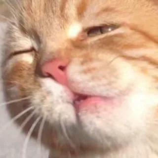 🎠 cat, animal, cute, kitten, orange, pet, domestic whatsapp sticker