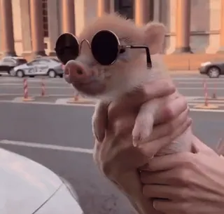 🐷 porco, animal, óculos de sol, fofo, animal de estimação, mini porco whatsapp sticker