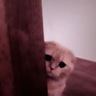 🖇 고양이, 엿보기, 귀여운, 새끼고양이, 동물, 숨다, 커튼 telegram sticker
