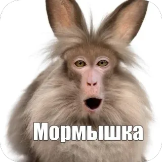 ❤ МОРМЫШКА monkey, rabbit, hybrid, funny, surprised, animal telegram sticker