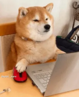 🐕 @kplan_haru 개, 시바견, 노트북, 밈, 컴퓨터, 동물 whatsapp sticker