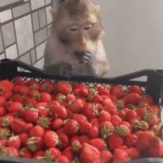 🤩 Affe, Erdbeeren, Obst, Tier, Essen, Beeren telegram sticker