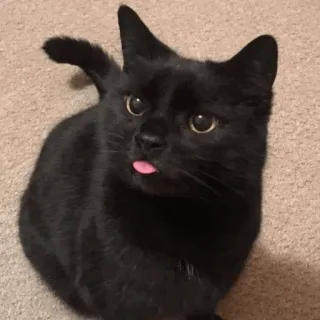 🐈‍⬛️ cat, black cat, pet, animal, tongue, cute telegram sticker