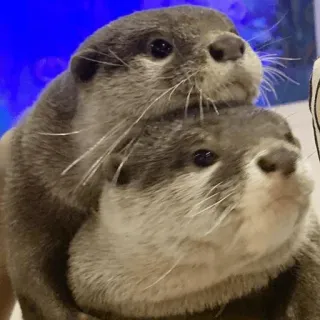 😮 Loutre, Animal, Mignon, Mammifère, Faune, Couple, Pile, Adorable telegram sticker