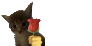 🌹 gatto, gattino, rosa, emoji, amore, carino telegram sticker