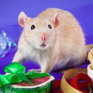 🐭 chuột, động vật, gặm nhấm, dễ thương, quà tặng, nơ, ruy băng telegram sticker