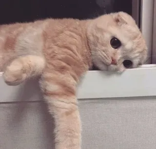 🖤 kot, kociak, słodki, zwierzę, zwierzak, kotowaty, scottish fold, okno telegram sticker