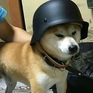 😠 chien, casque, animal, animal de compagnie, drôle, mignon telegram sticker
