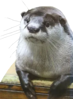 😿 выдра, животное, млекопитающее, дикая природа, милый, пушистый telegram sticker