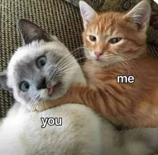 😡 you me cats, meme, animals, humor, friendship, pet whatsapp sticker