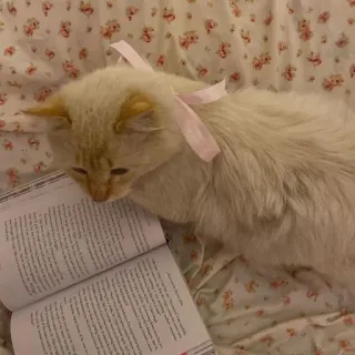 🌟 Katze, Lesen, Buch, Haustier, Tier, süß, Schleife telegram sticker