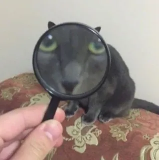 🧐 gatto, lente d'ingrandimento, divertente, animale, animale domestico, curioso, che cerca telegram sticker