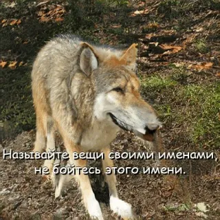😉 Называйте вещи своими именами, не бойтесь этого имени. หมาป่า, สัตว์, ธรรมชาติ, รัสเซีย, ข้อความ telegram sticker