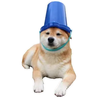 🎩 собака, животное, ведро, смешной, питомец, сиба ину telegram sticker
