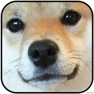 🙂 doge, shiba inu, dog, cute, pet, meme telegram sticker