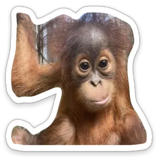 Obeziani telegram stickers