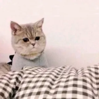 🐈 gatto, animale, animale domestico, carino, domestico, mammifero whatsapp sticker