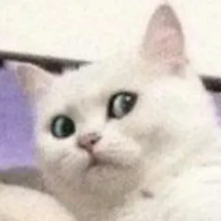 😑 kat, witte kat, dier, meme, grappig telegram sticker