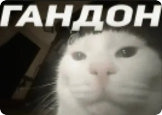 😈 ГАНДОН cat, offensive, insult, russian, animal telegram sticker