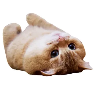🙃 cat, animal, cute, pet, domestic telegram sticker
