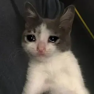 🥺 cat, sad, crying, animal, pet, meme telegram sticker