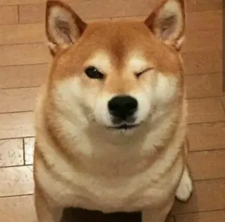 😉 hond, shiba inu, dier, huisdier, schattig, knipoog telegram sticker